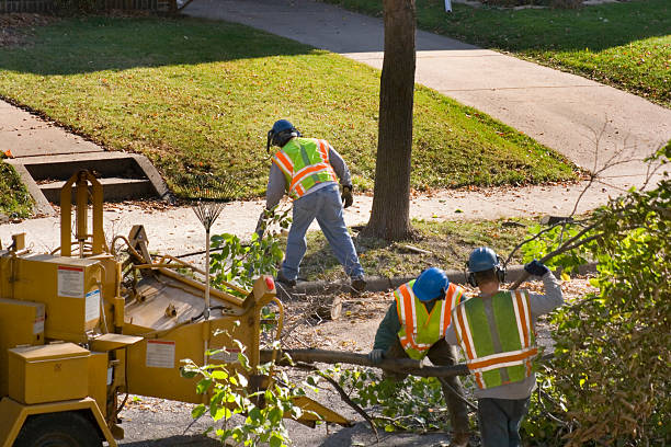 Lumberton, NC Tree Removal Company